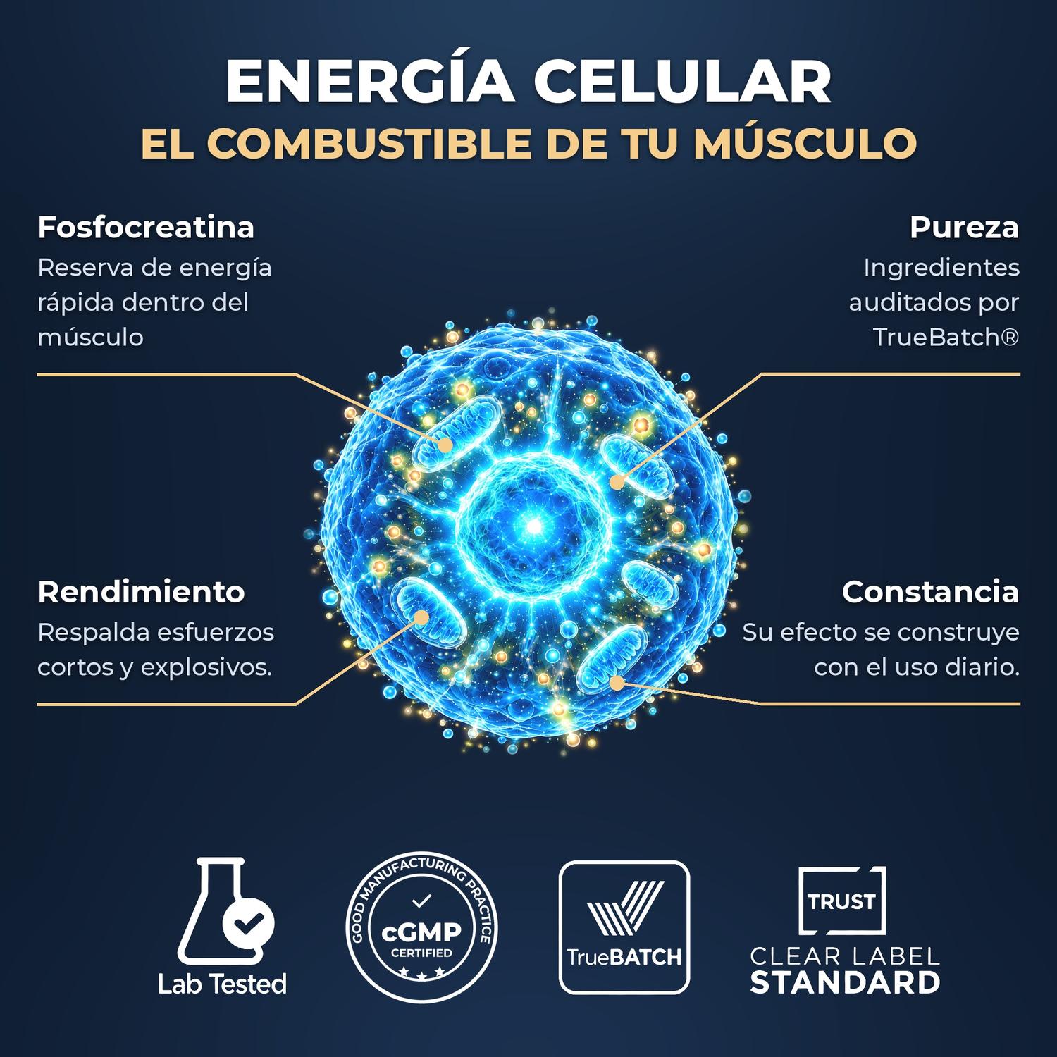 Creatina Monohidratada Micronizada Creavitalis, Sin Sabor, 500 g, 100 Porciones de 5 g — imagen 4